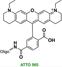 Bio-Synthesis Inc. Oligo Structure